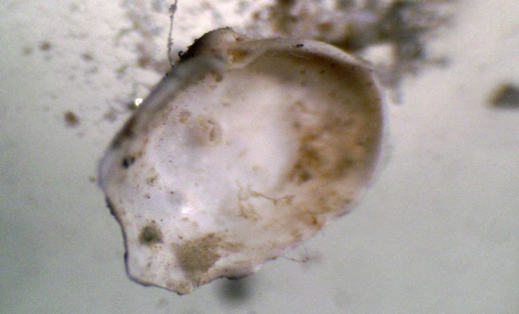 Microconchiglie plioceniche